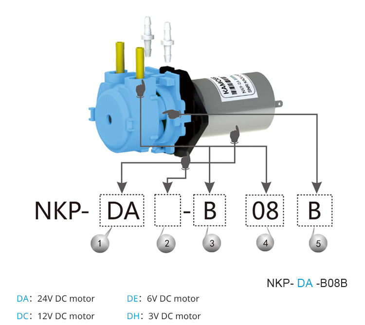 2026 neue NKP 6V 12V 24V DC-Mo – Nutrition & Fitness Hub Bewertung und Preis